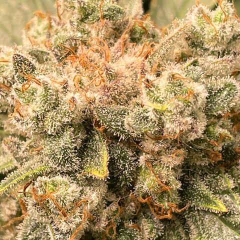 Bonnie (Gorilla Zkittlez) growlog timeline photo