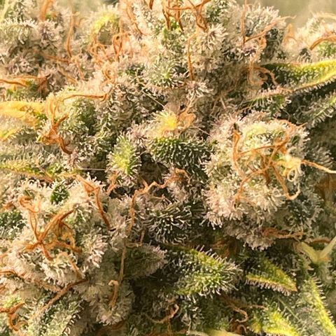 Bonnie (Gorilla Zkittlez) growlog timeline photo