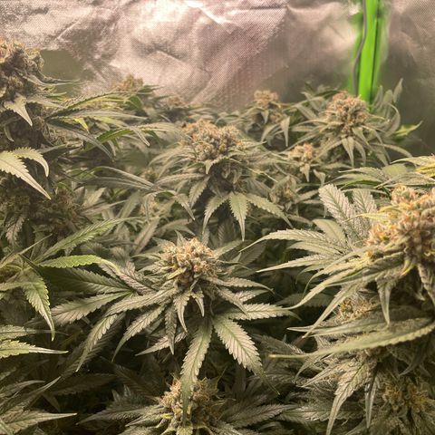 Bonnie (Gorilla Zkittlez) growlog timeline photo