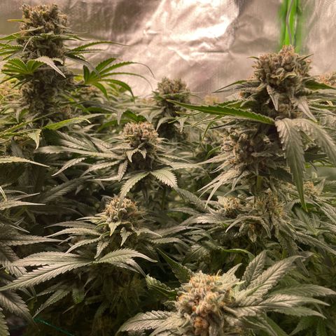 Bonnie (Gorilla Zkittlez) growlog timeline photo