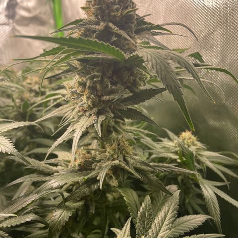 Bonnie (Gorilla Zkittlez) growlog timeline photo