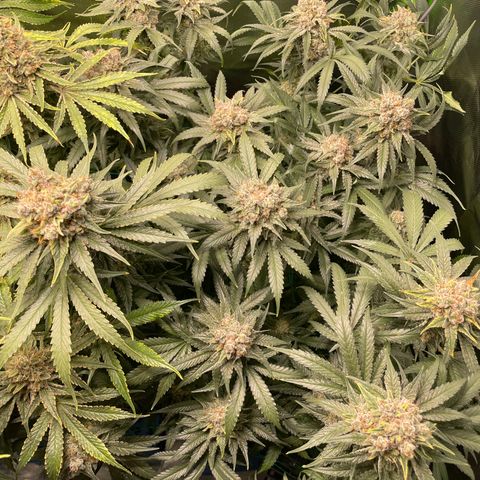 Bonnie (Gorilla Zkittlez) growlog timeline photo