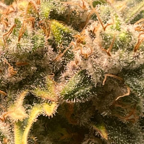 Bonnie (Gorilla Zkittlez) growlog timeline photo