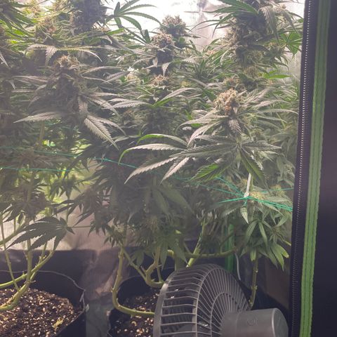 Bonnie (Gorilla Zkittlez) growlog timeline photo