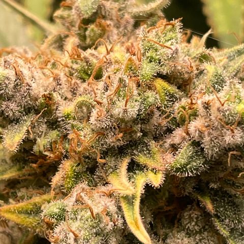 Bonnie (Gorilla Zkittlez) growlog timeline photo