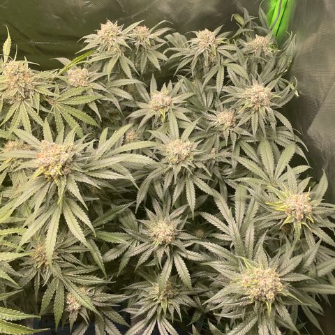 Bonnie (Gorilla Zkittlez) growlog timeline photo