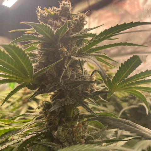 Bonnie (Gorilla Zkittlez) growlog timeline photo