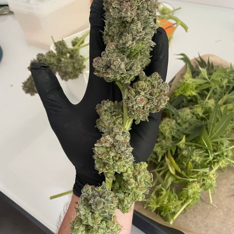 Bonnie (Gorilla Zkittlez) growlog timeline photo