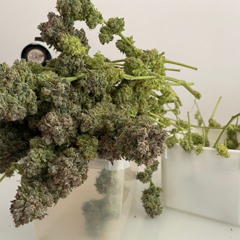 Bonnie (Gorilla Zkittlez) growlog timeline photo