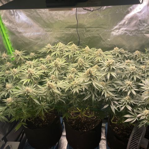 Bonnie (Gorilla Zkittlez) growlog timeline photo