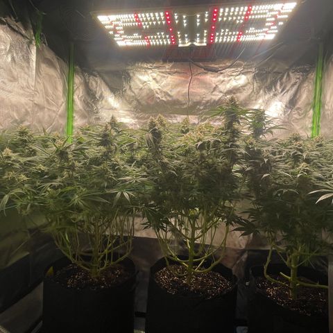 Bonnie (Gorilla Zkittlez) growlog timeline photo