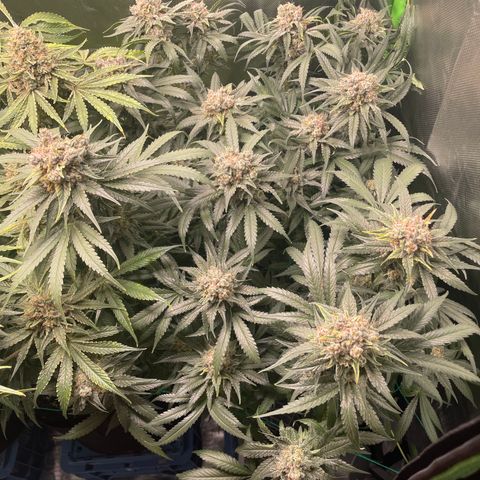 Bonnie (Gorilla Zkittlez) growlog timeline photo