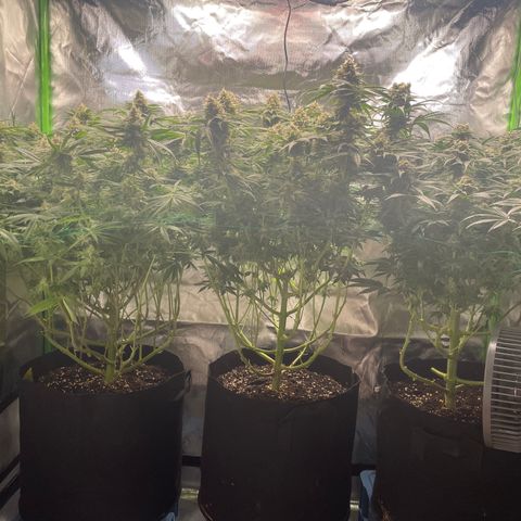 Bonnie (Gorilla Zkittlez) growlog timeline photo