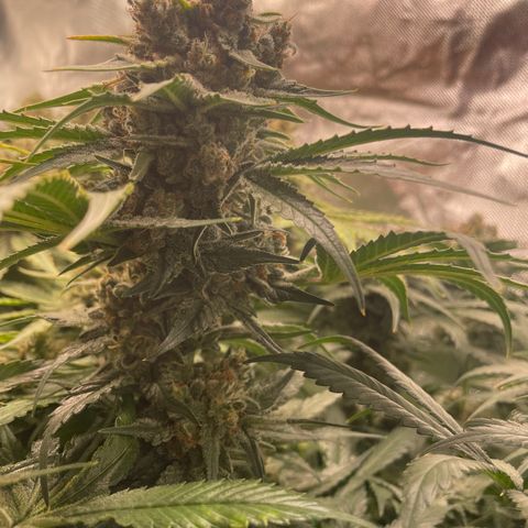 Bonnie (Gorilla Zkittlez) growlog timeline photo