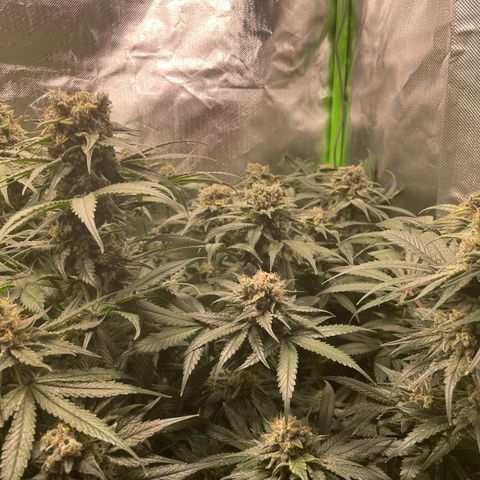 Bonnie (Gorilla Zkittlez) growlog timeline photo