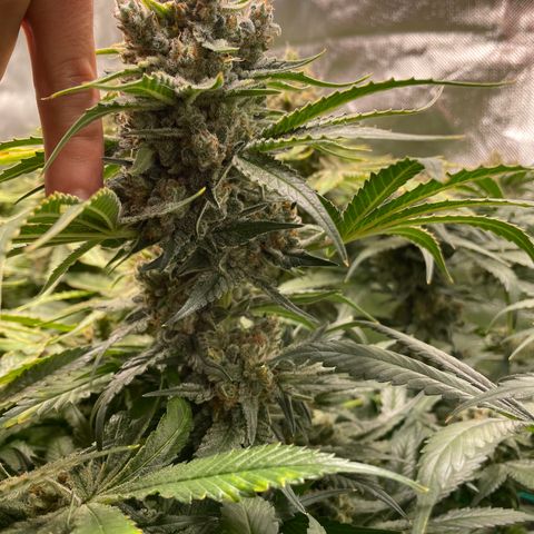 Bonnie (Gorilla Zkittlez) growlog timeline photo