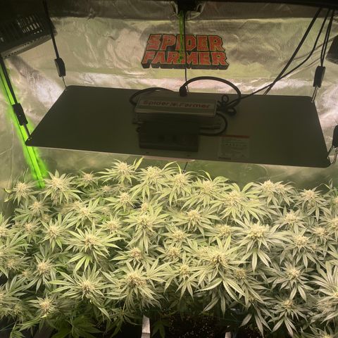 Bonnie (Gorilla Zkittlez) growlog timeline photo