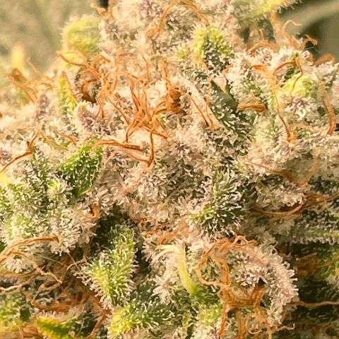 Bonnie (Gorilla Zkittlez) growlog timeline photo