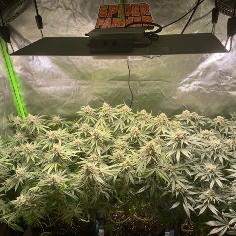 Bonnie (Gorilla Zkittlez) growlog timeline photo