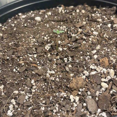Pineapple og 1 growlog timeline photo