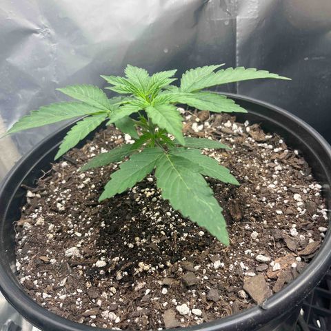 Pineapple og 1 growlog timeline photo