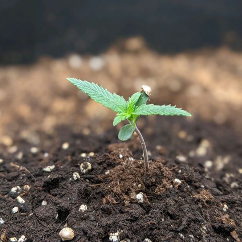 Blue Dream Matic growlog timeline photo
