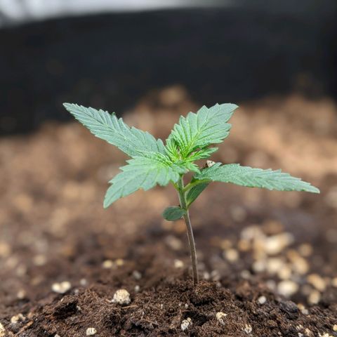 Blue Dream Matic growlog timeline photo