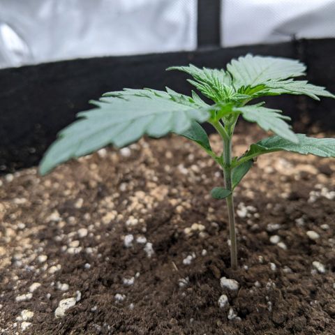Blue Dream Matic growlog timeline photo