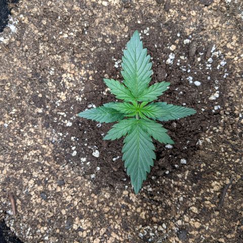 Blue Dream Matic growlog timeline photo