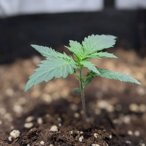 Blue Dream Matic growlog timeline photo