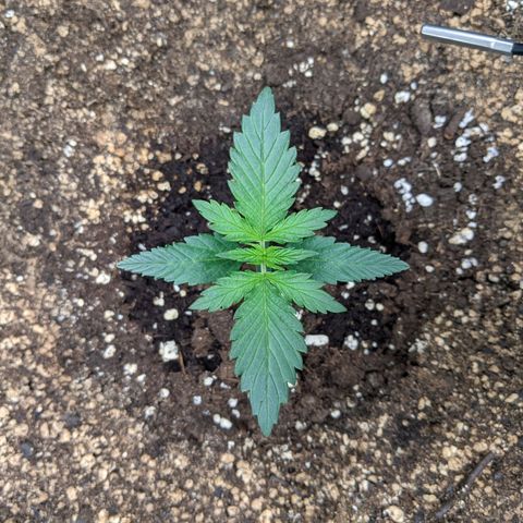 Blue Dream Matic growlog timeline photo