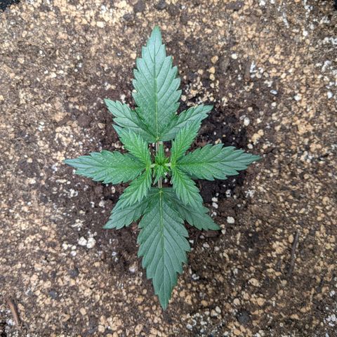 Blue Dream Matic growlog timeline photo