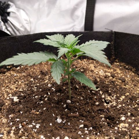 Blue Dream Matic growlog timeline photo