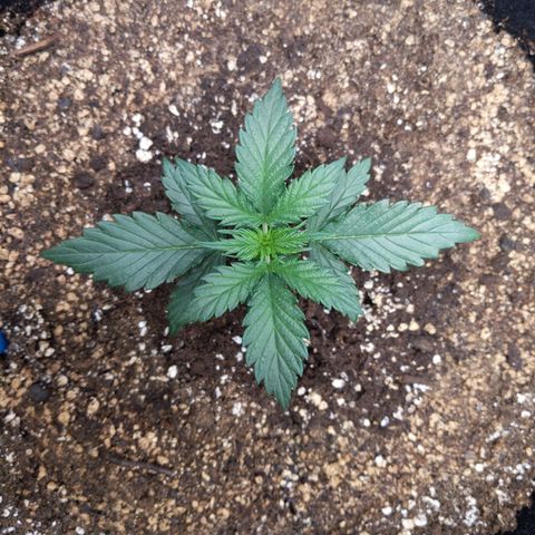 Blue Dream Matic growlog timeline photo