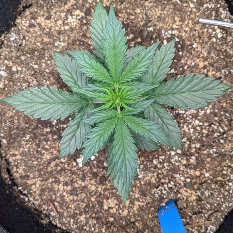 Blue Dream Matic growlog timeline photo
