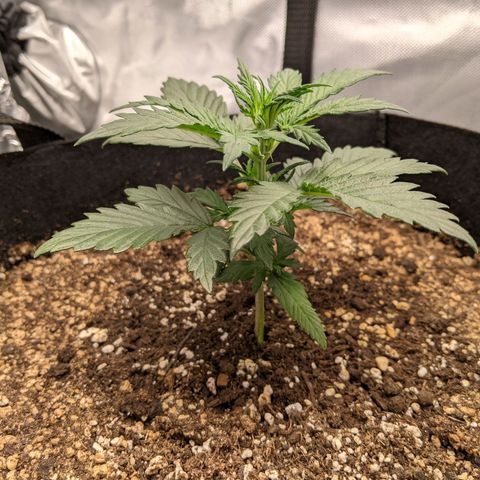 Blue Dream Matic growlog timeline photo
