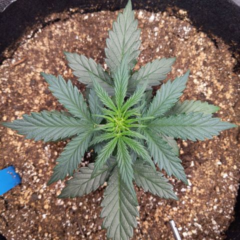 Blue Dream Matic growlog timeline photo