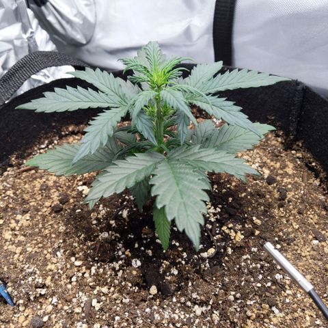 Blue Dream Matic growlog timeline photo