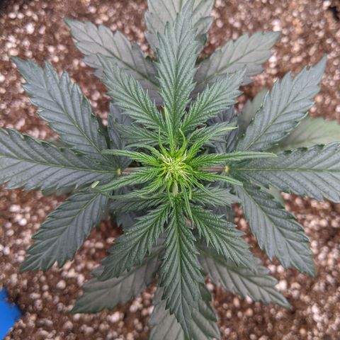 Blue Dream Matic growlog timeline photo