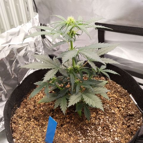 Blue Dream Matic growlog timeline photo