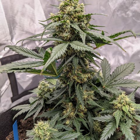 Blue Dream Matic growlog timeline photo