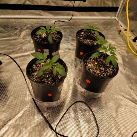 Phat  growlog timeline photo