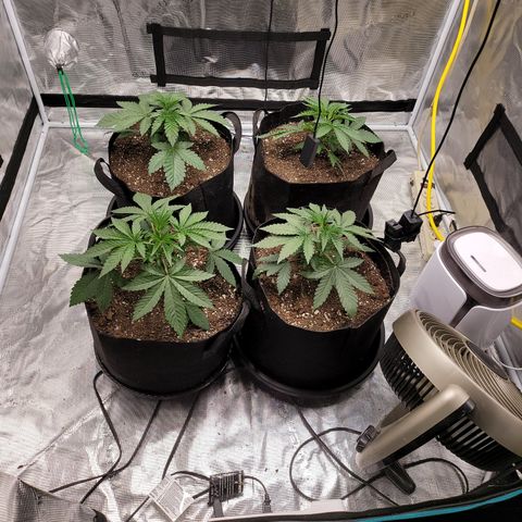 Phat  growlog photo: Transplant 