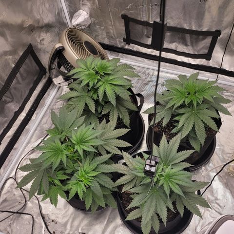 Phat  growlog timeline photo