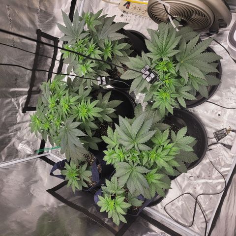 Phat  growlog timeline photo