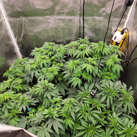 Phat  growlog timeline photo