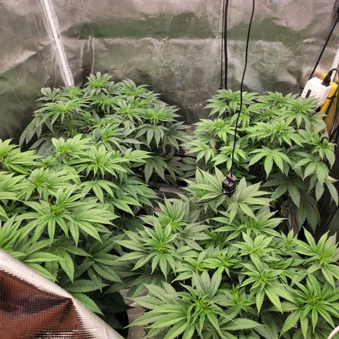 Phat  growlog timeline photo