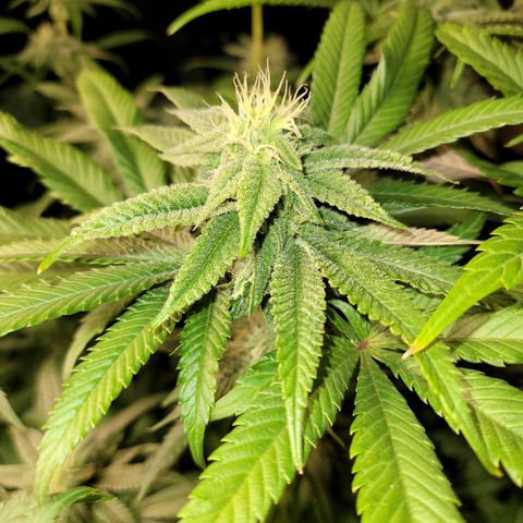 Phat  growlog timeline photo