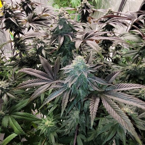 Phat  growlog timeline photo