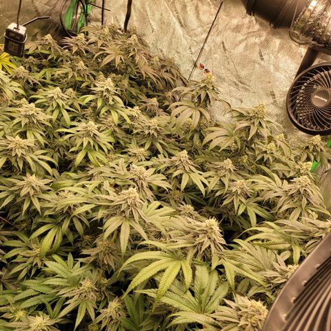 Phat  growlog timeline photo